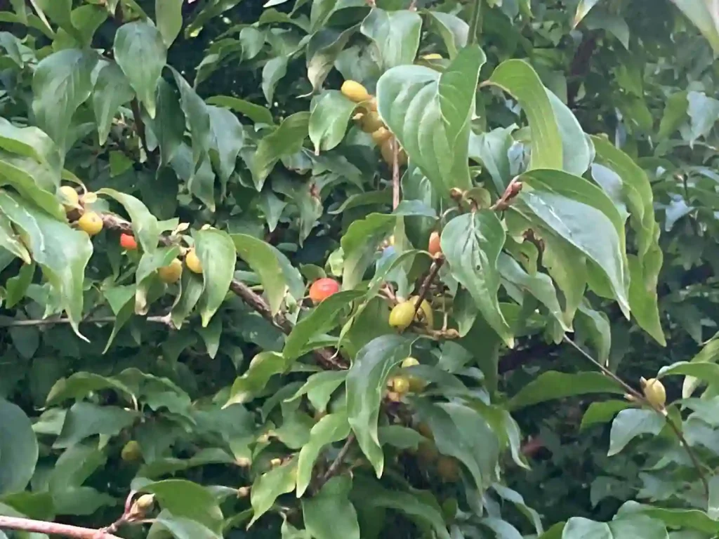 Cornus Officinalis