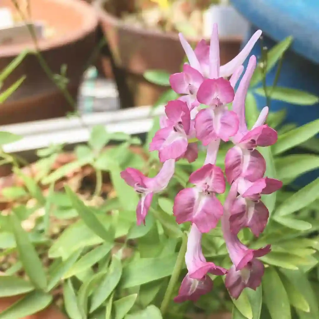 Corydalis Yanhusuo