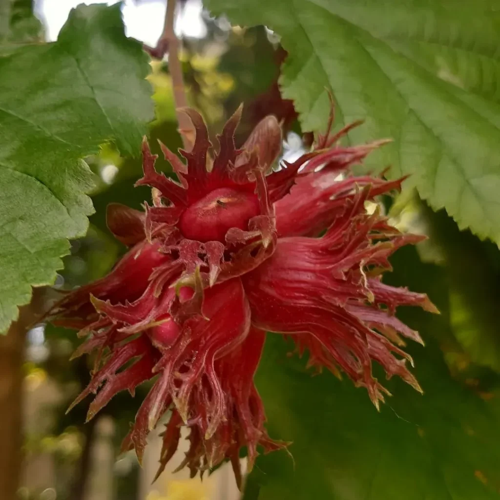 Corylus Colurna