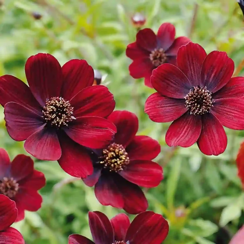 Cosmos Atrosanguineus