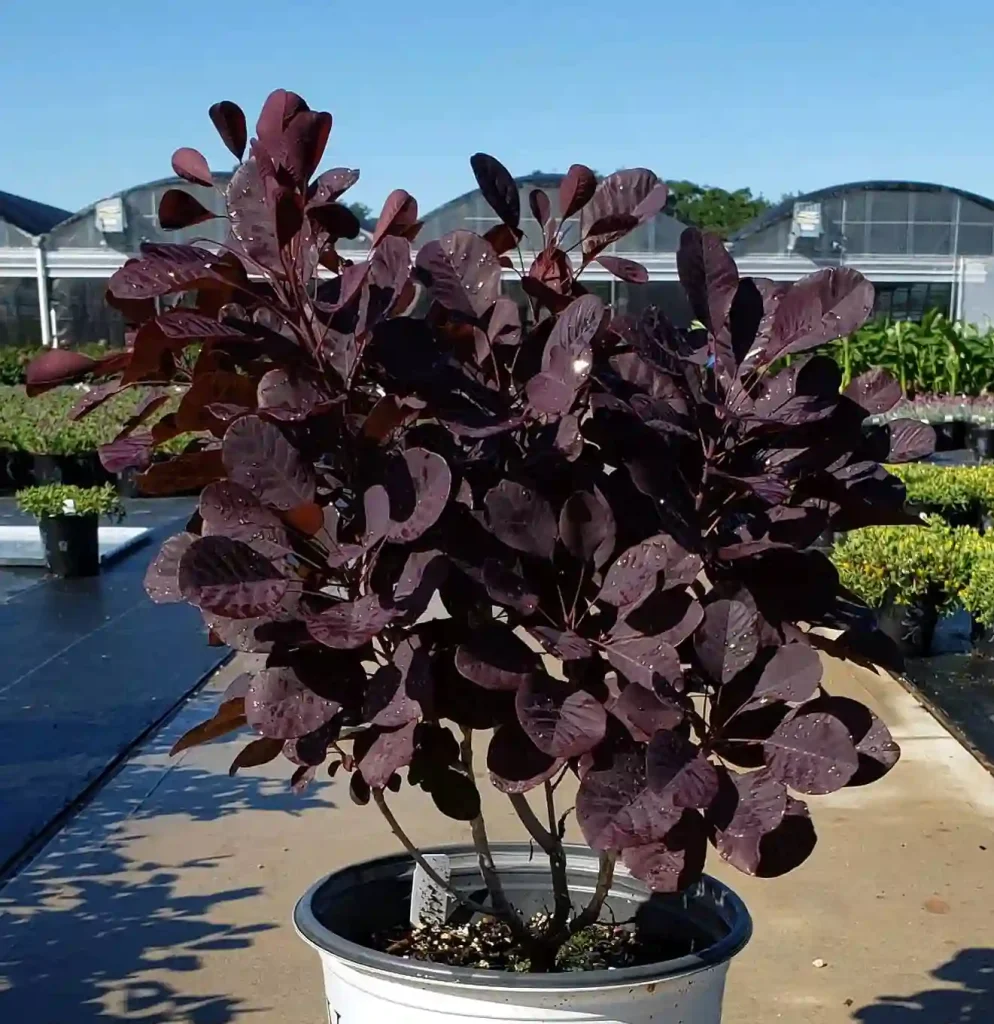 Cotinus Winecraft Black