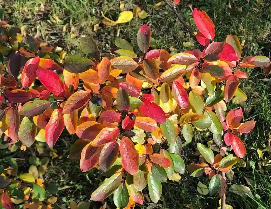 Cotoneaster Lucidus