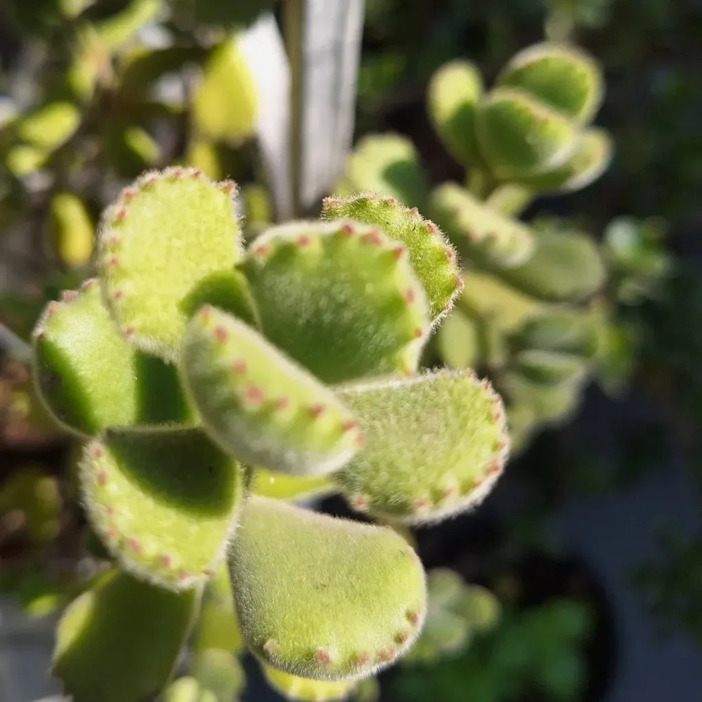 Cotyledon Tomentosa