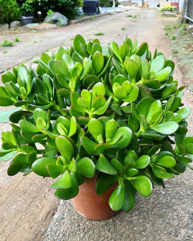 Crassula Portulacea