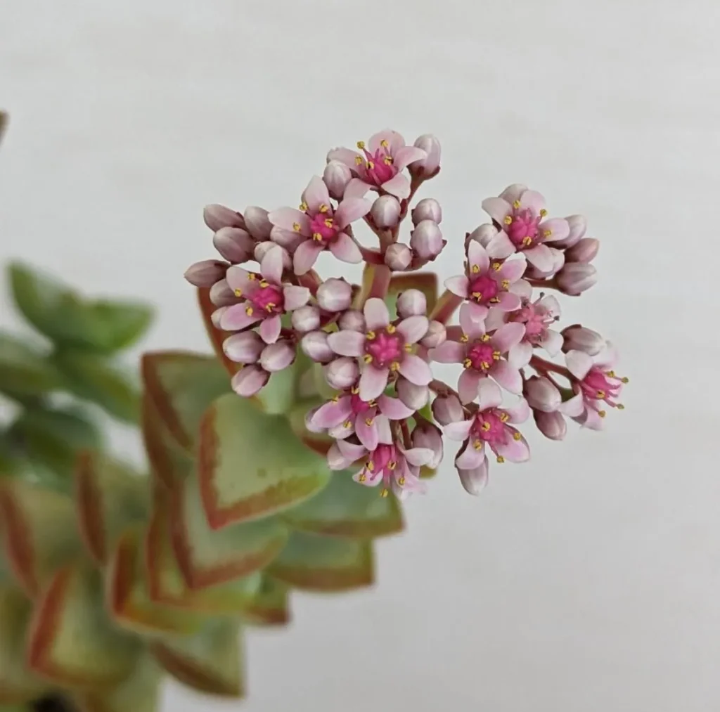 Crassula Rupestris