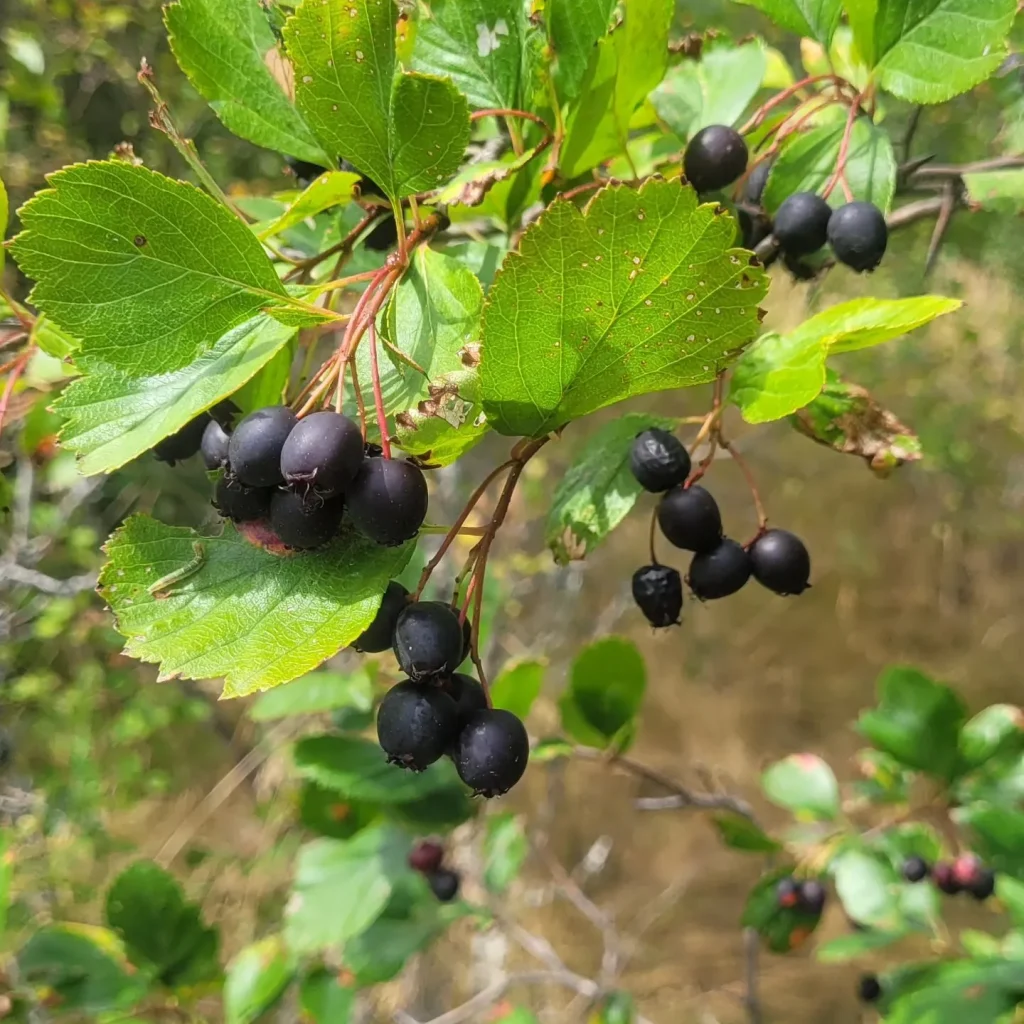 Crataegus Douglasii