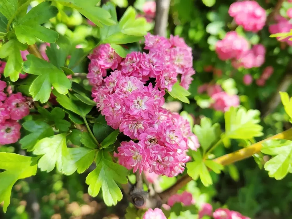 Crataegus Laevigata