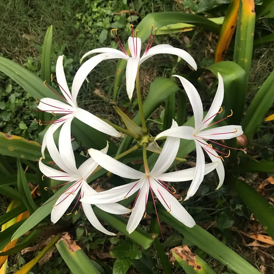 Crinum Americanum