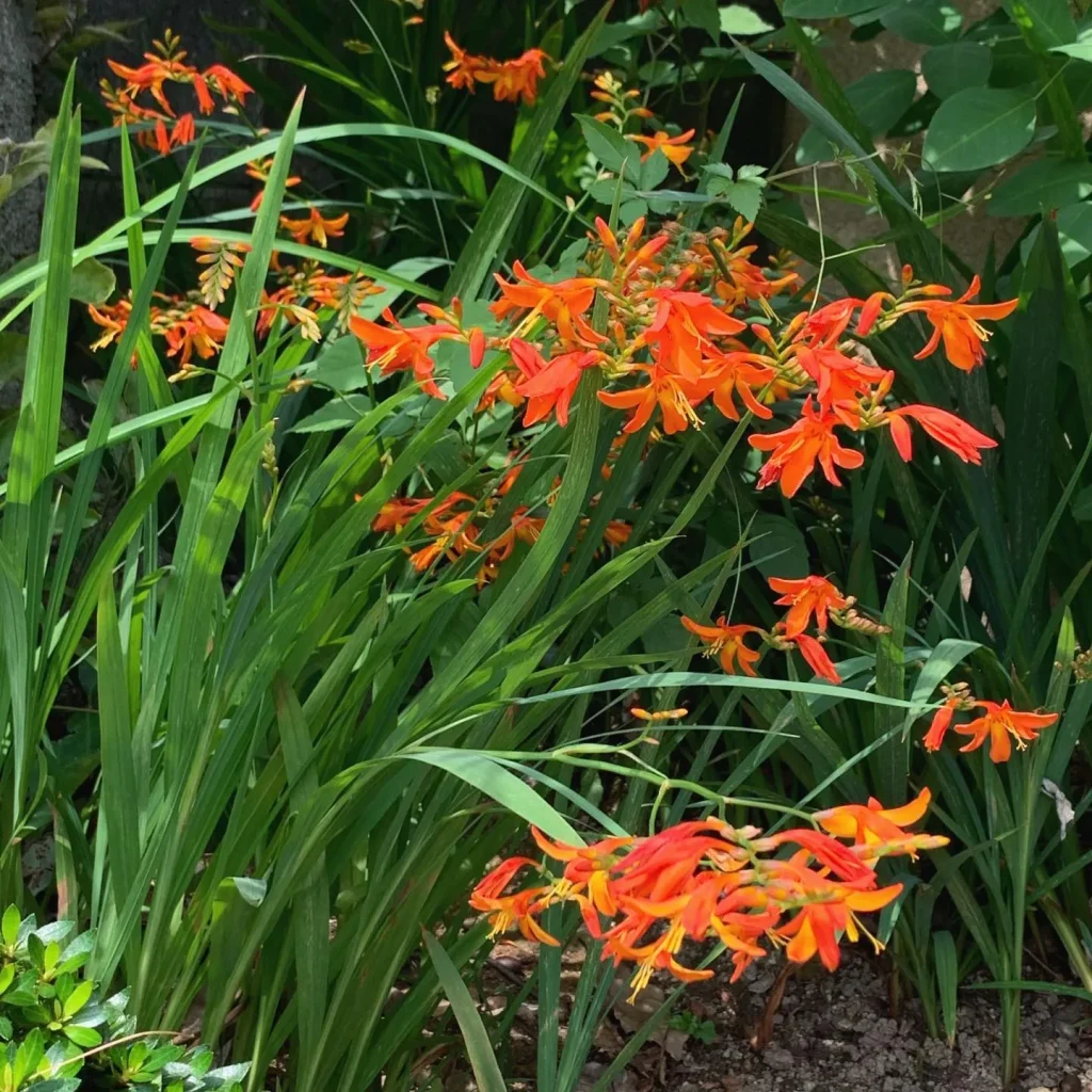 Crocosmia Crocosmiiflora