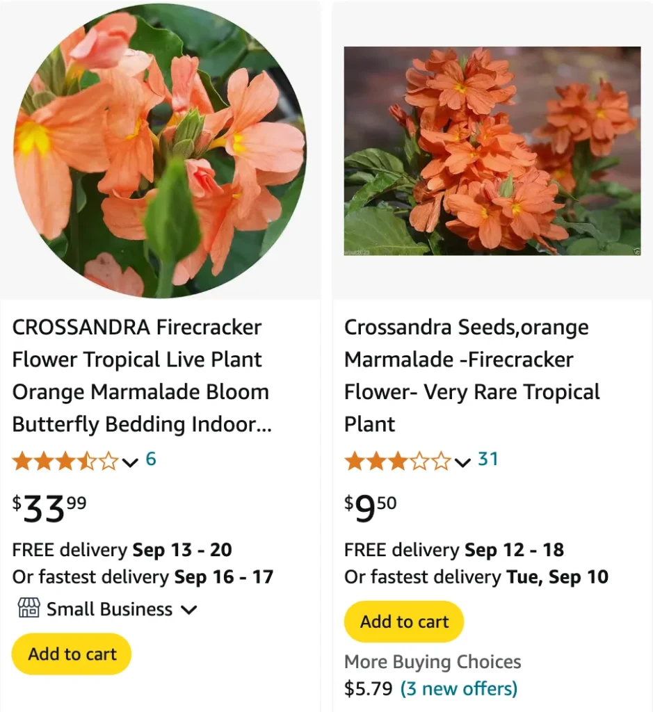 Crossandra Infundibuliformis | Monsteraholic