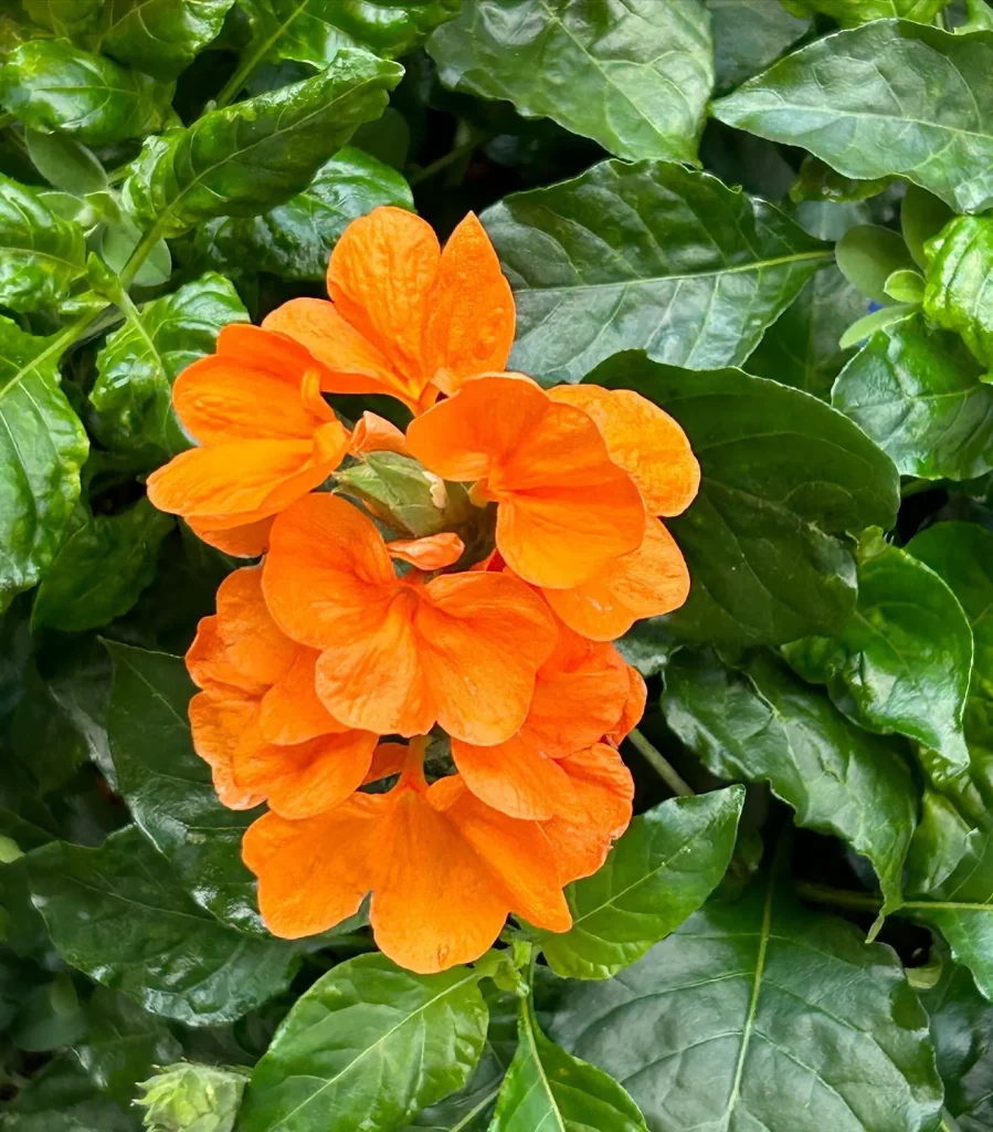 Crossandra Infundibuliformis