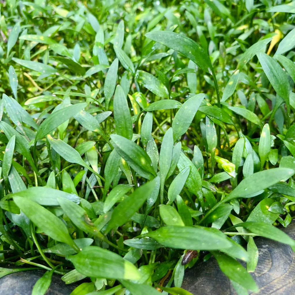 Cryptocoryne Parva