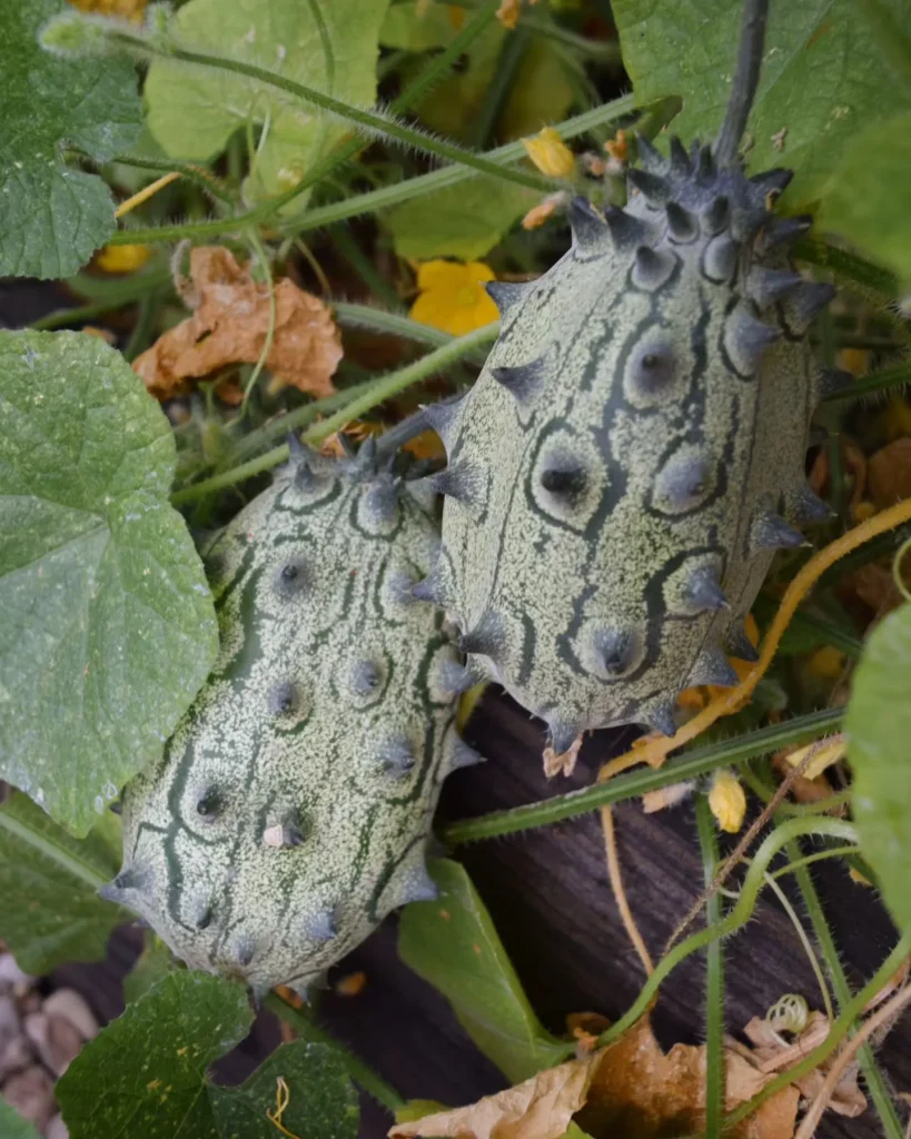 Cucumis Metuliferus