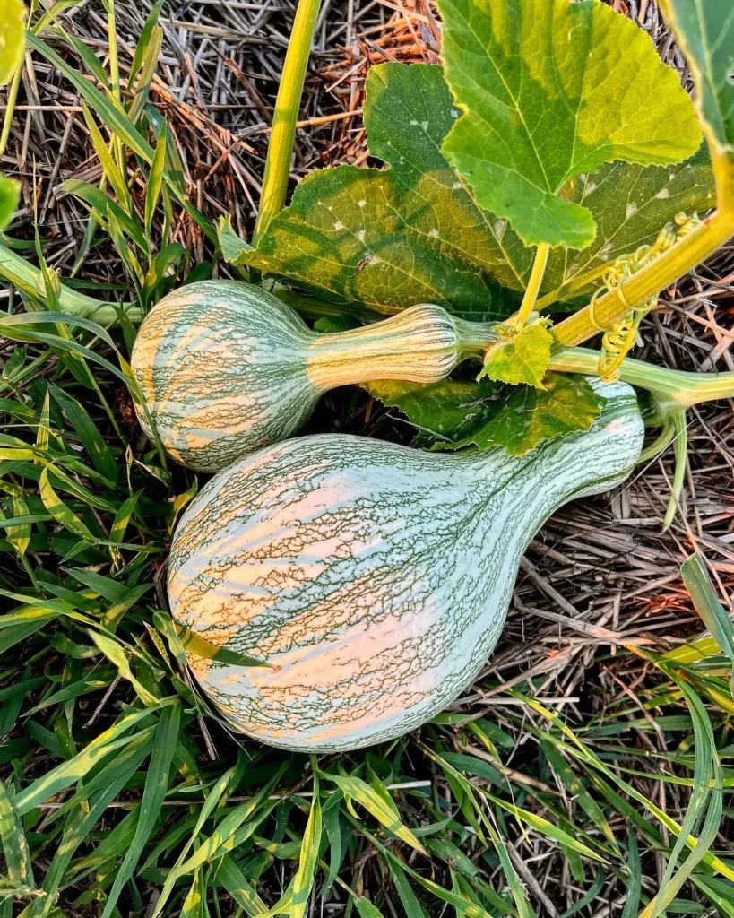 Cucurbita Argyrosperma