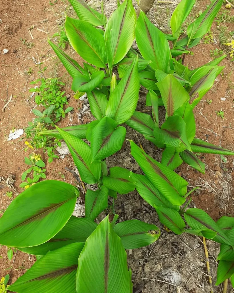 Curcuma Caesia