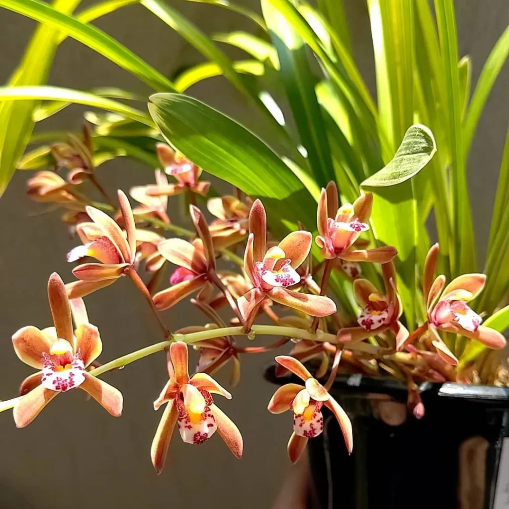 Cymbidium Floribundum