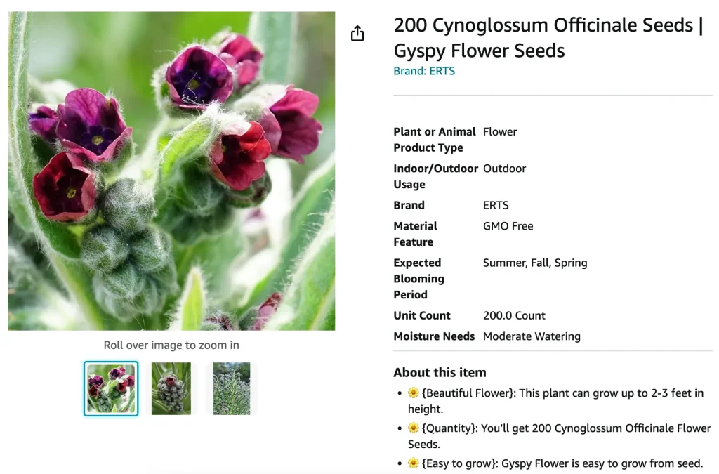 Cynoglossum Officinale | Monsteraholic