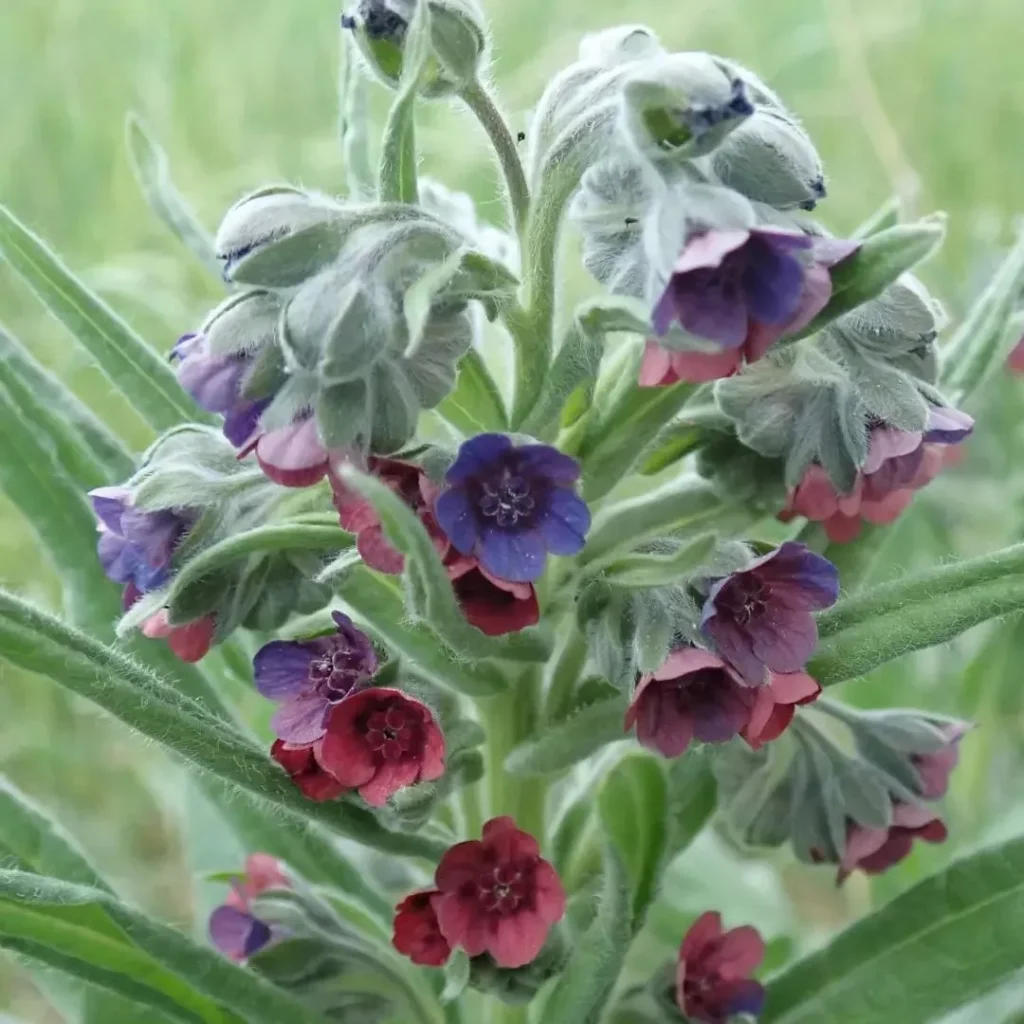 Cynoglossum Officinale