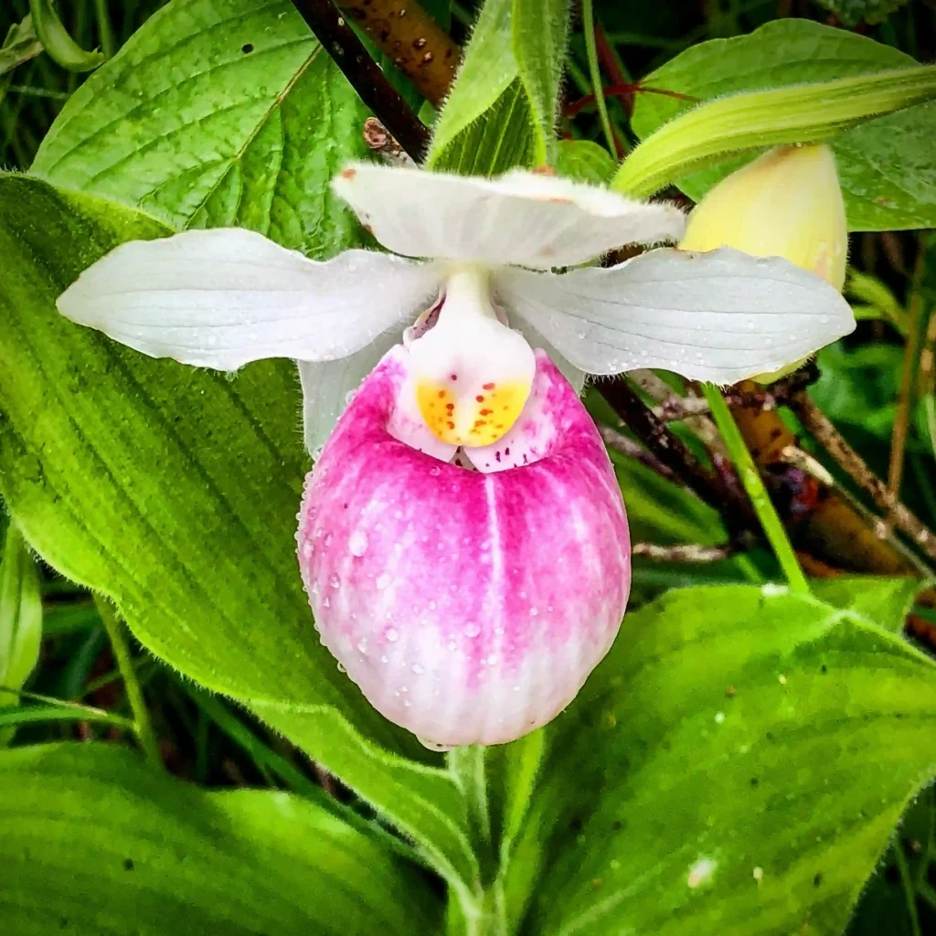 Cypripedium Acaule