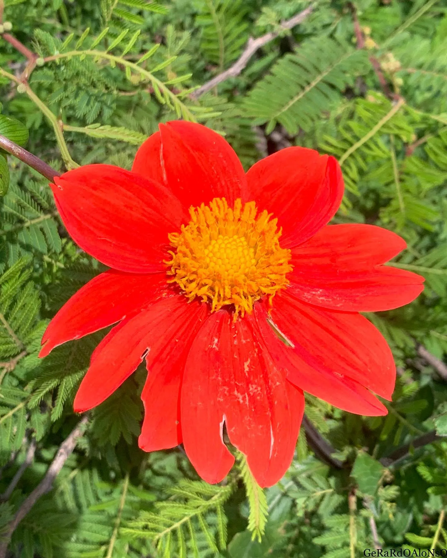 Plant FAQs: Dahlia Coccinea - Scarlet Dahlia