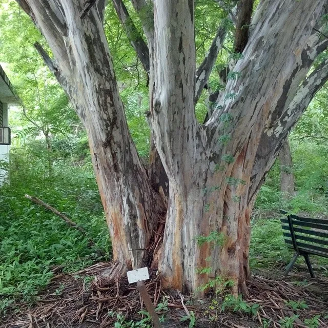 Dalbergia Melanoxylon