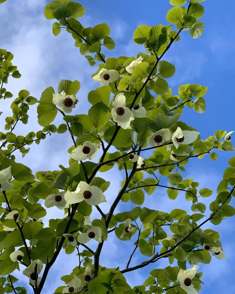 Davidia Involucrata