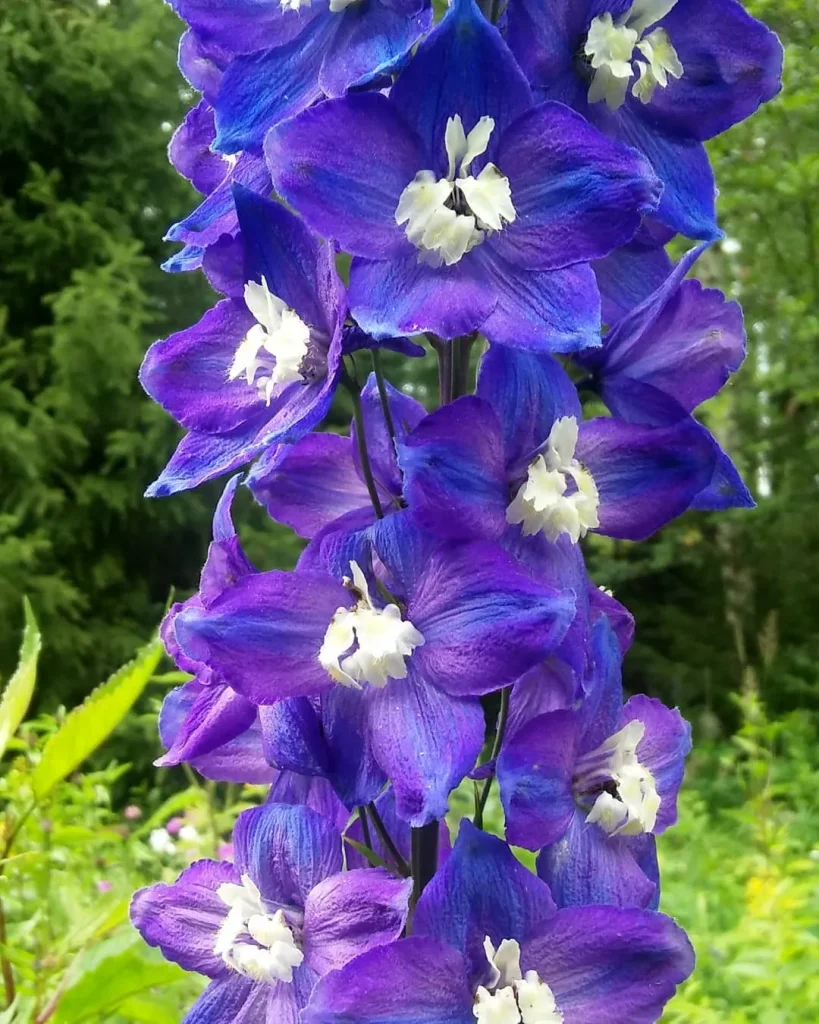 Delphinium Pacific Giant