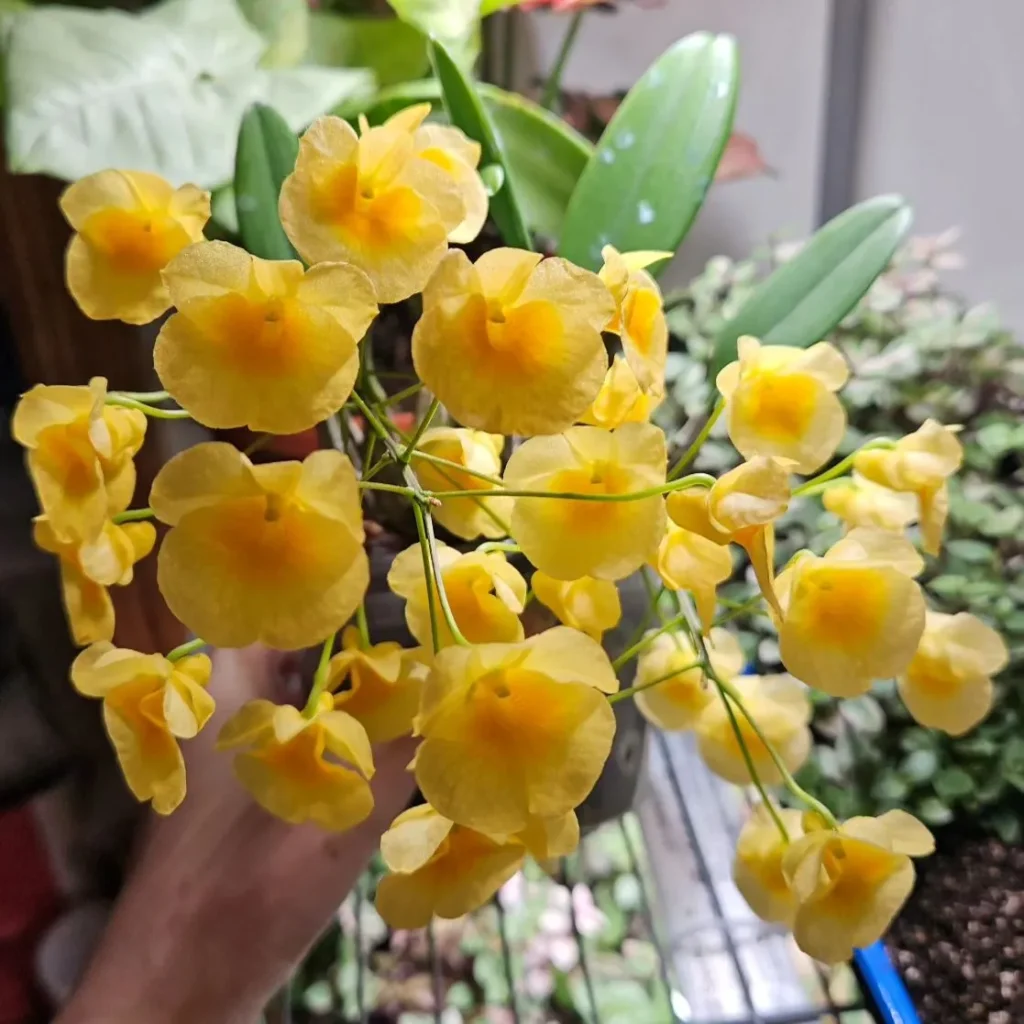 Dendrobium Aggregatum