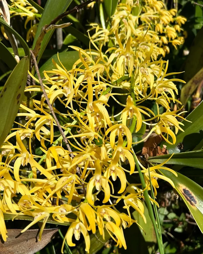 Dendrobium Speciosum