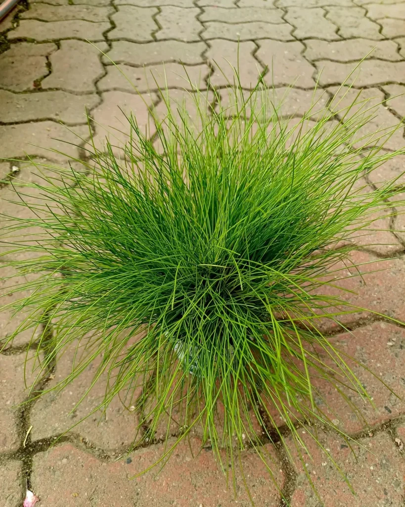 Deschampsia Flexuosa