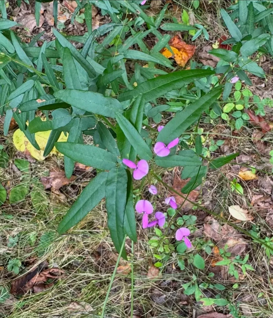 Desmodium Paniculatum