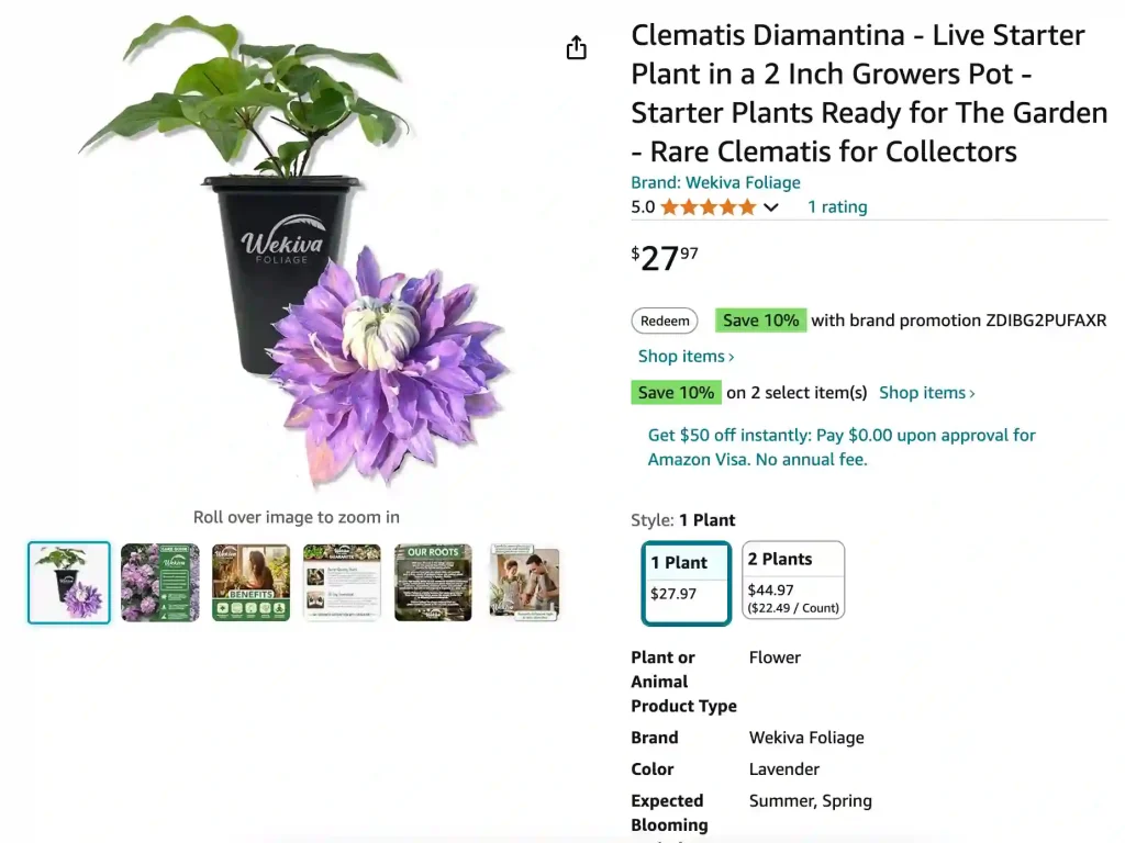 Diamantina Clematis | Monsteraholic