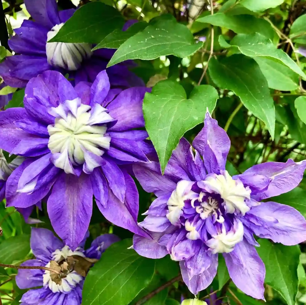 Diamantina Clematis