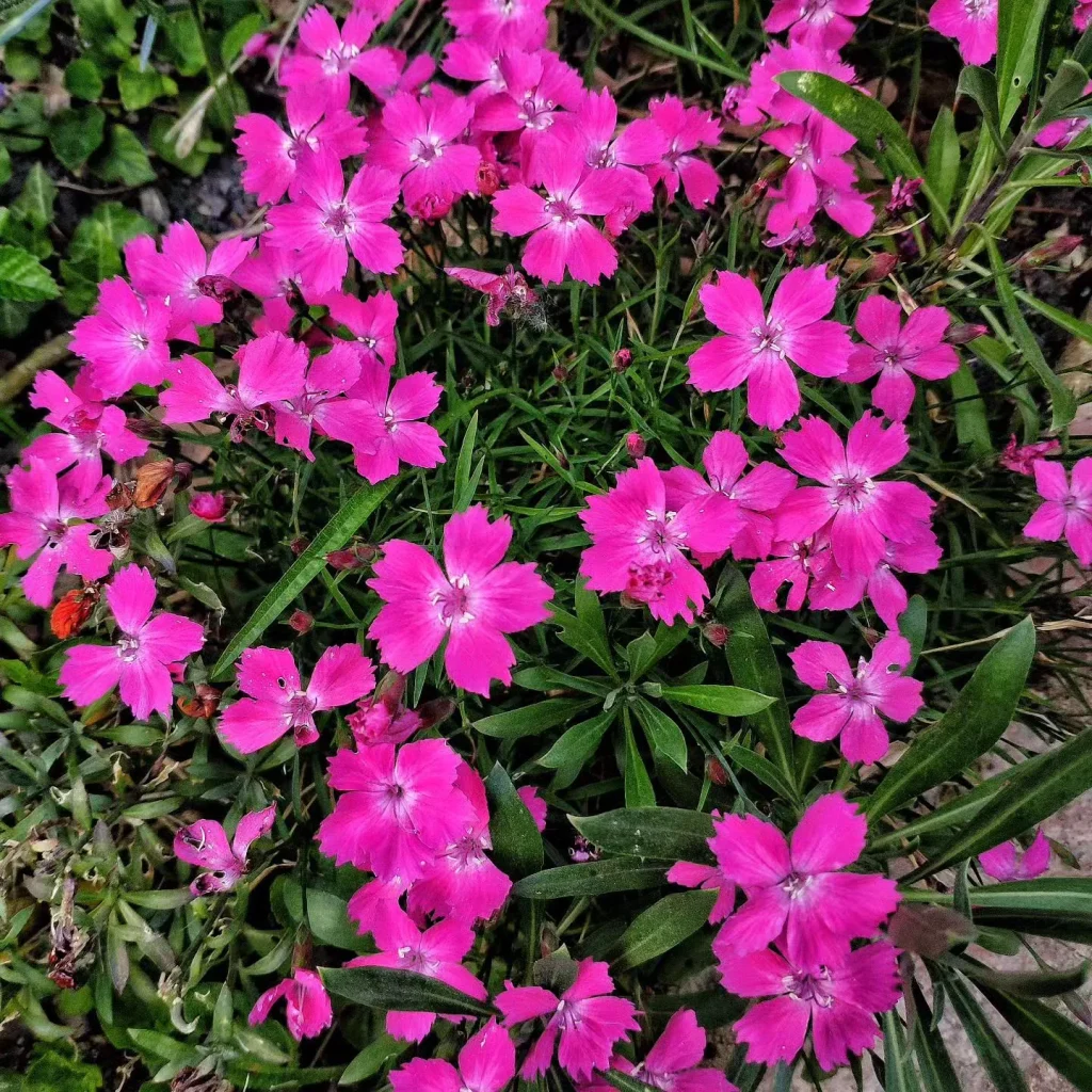 Dianthus Kahori