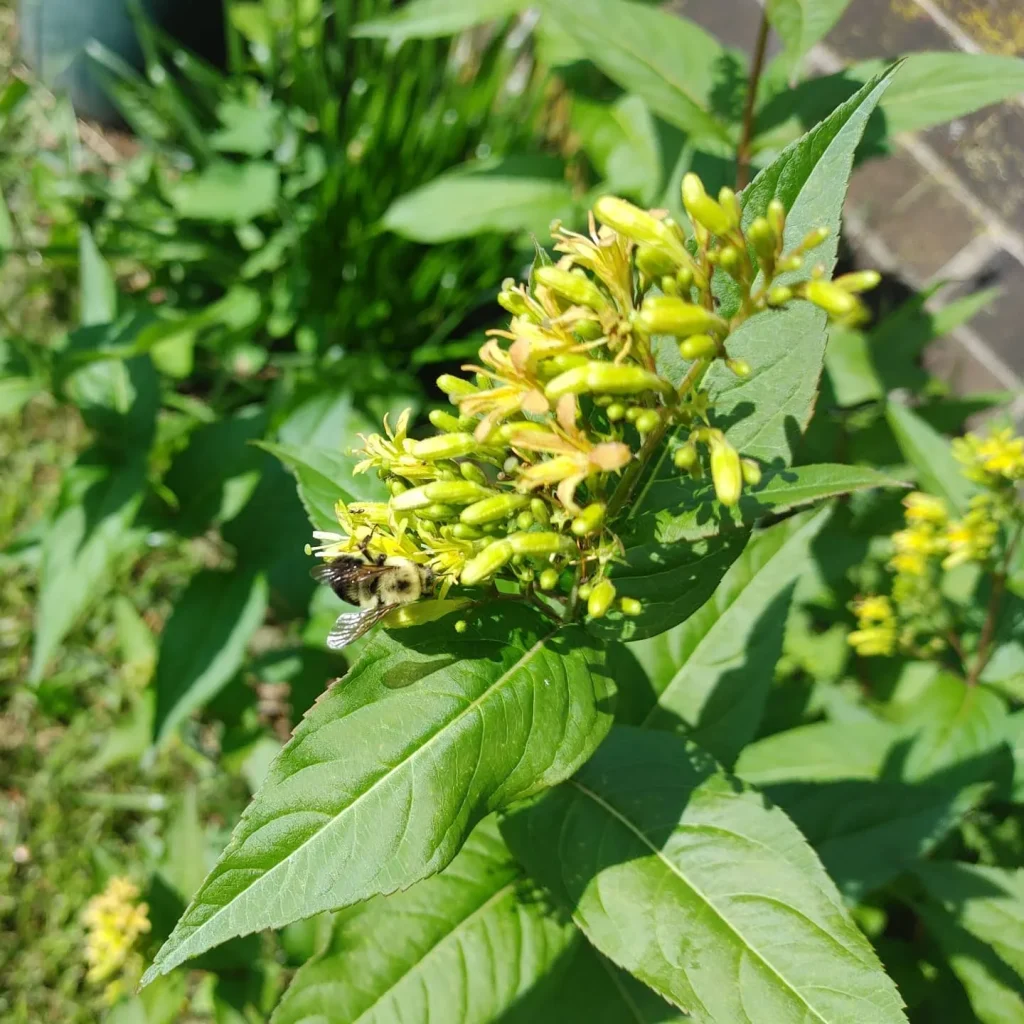 Diervilla Sessilifolia