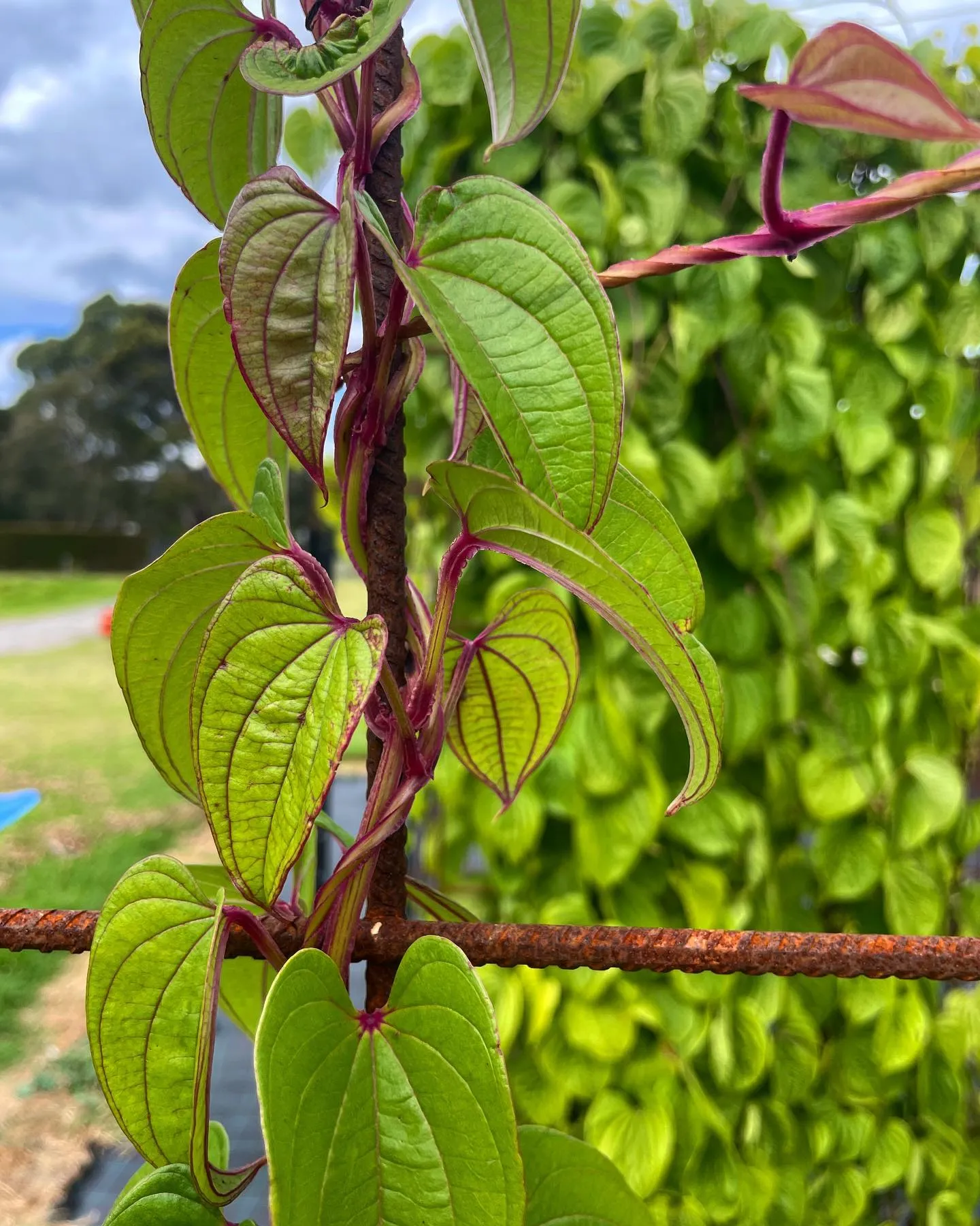 Ube Plant Dioscorea Alata How To Grow Ube In Your Backyard Step By Ube Plant Dioscorea Alata How To Grow Ube In Your Backyard Step By