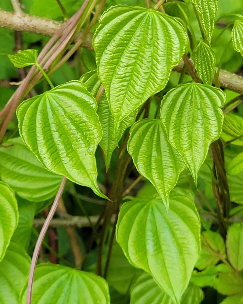 Dioscorea Villosa