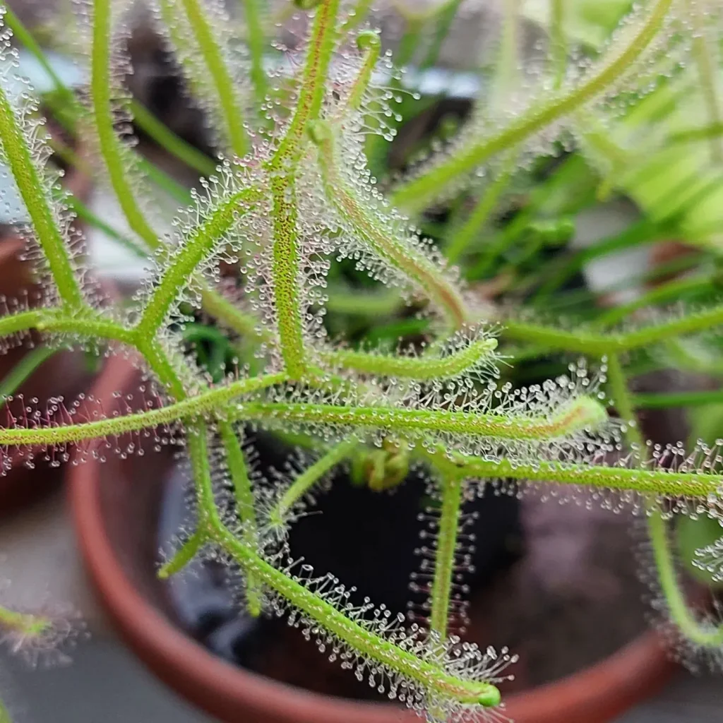 Drosera Binata