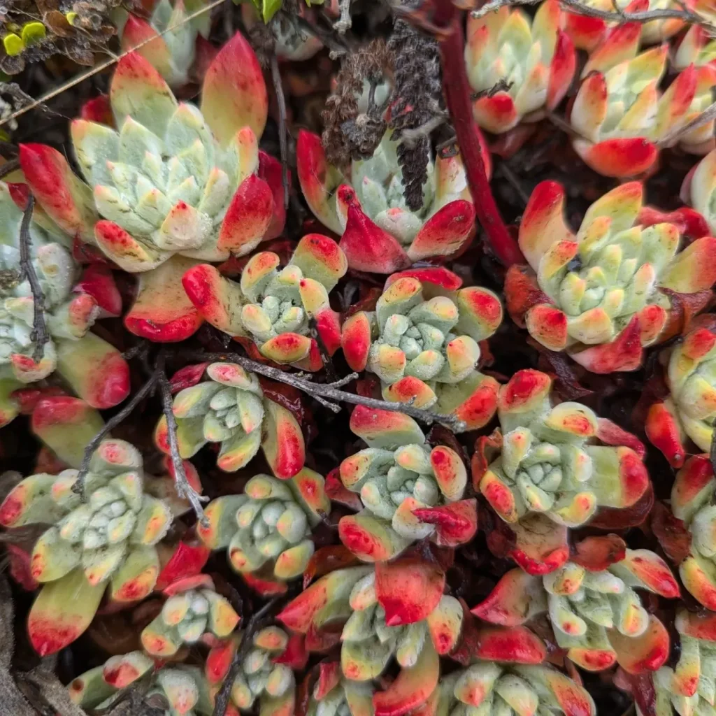 Dudleya Farinosa