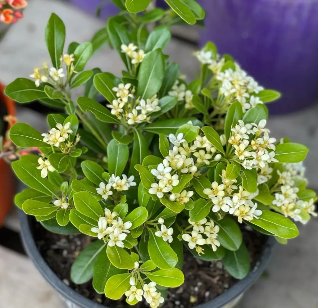 Dwarf Pittosporum