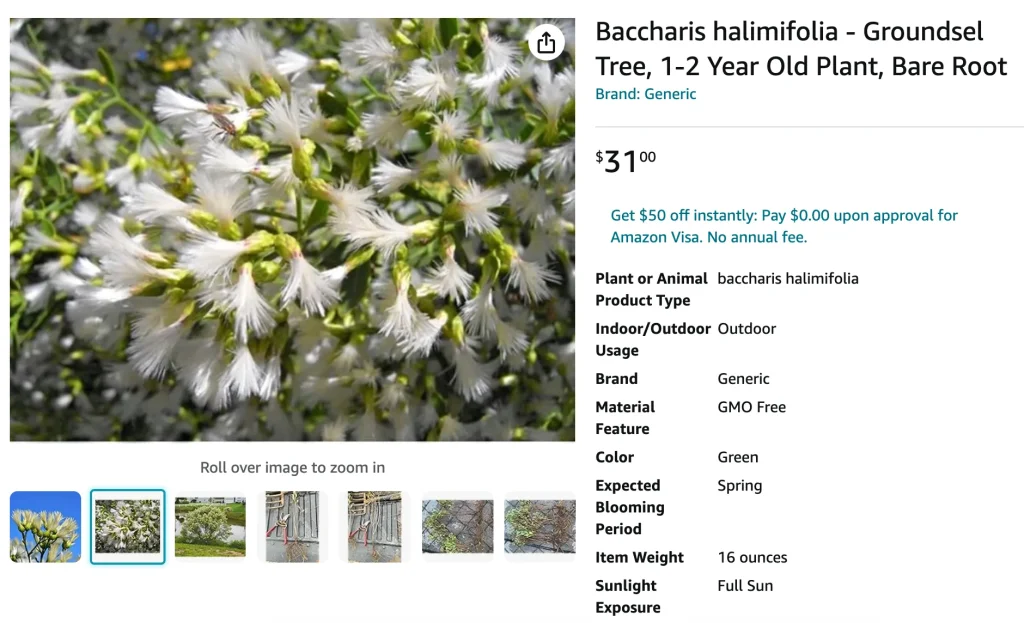 Eastern Baccharis