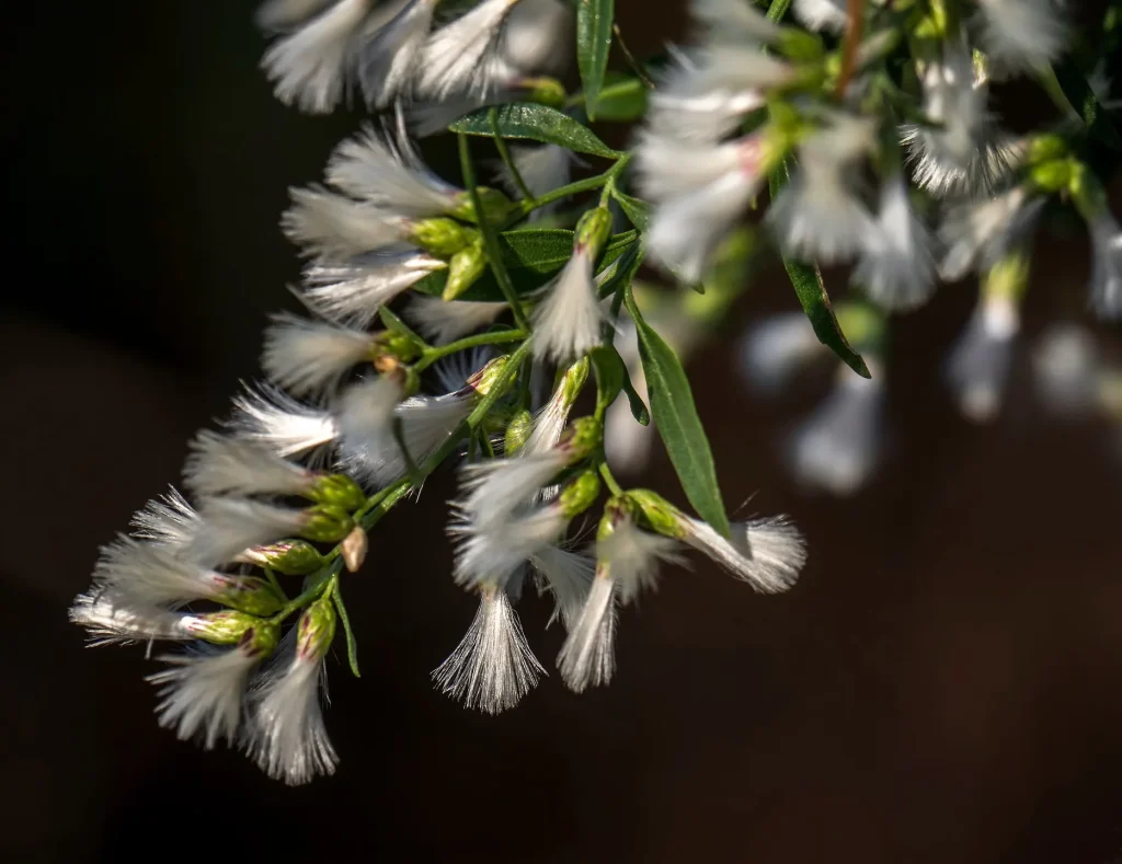 Eastern Baccharis