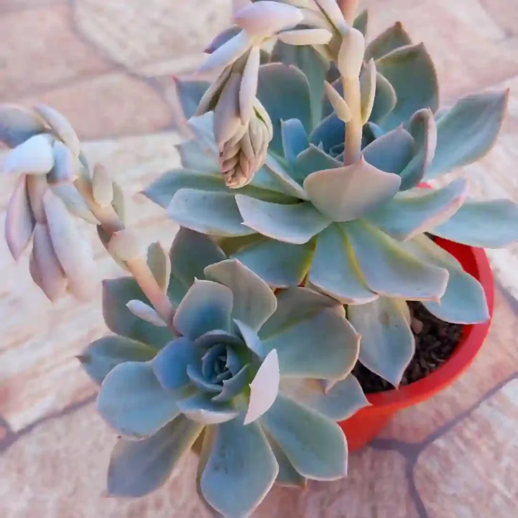 Echeveria Desmetiana