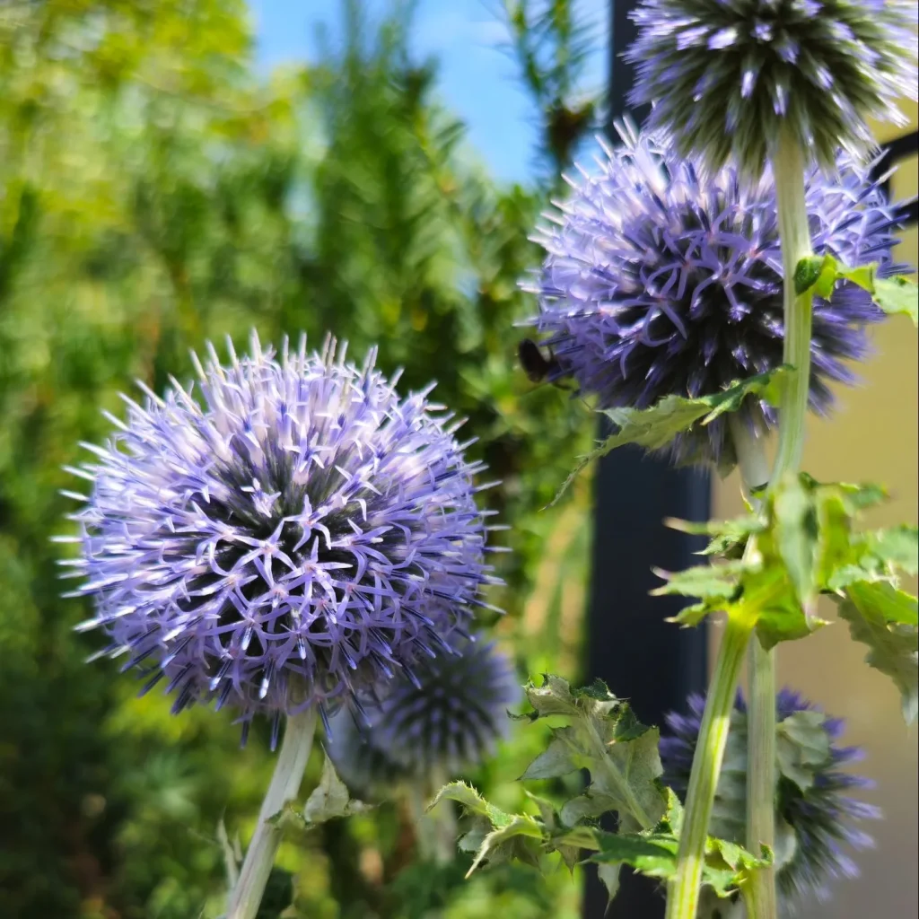 Echinops Ritro