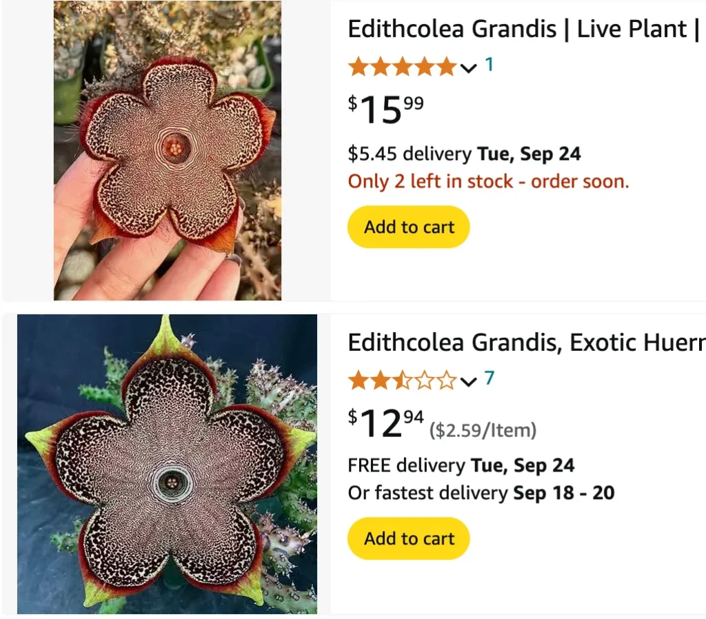 Edithcolea Grandis | Monsteraholic