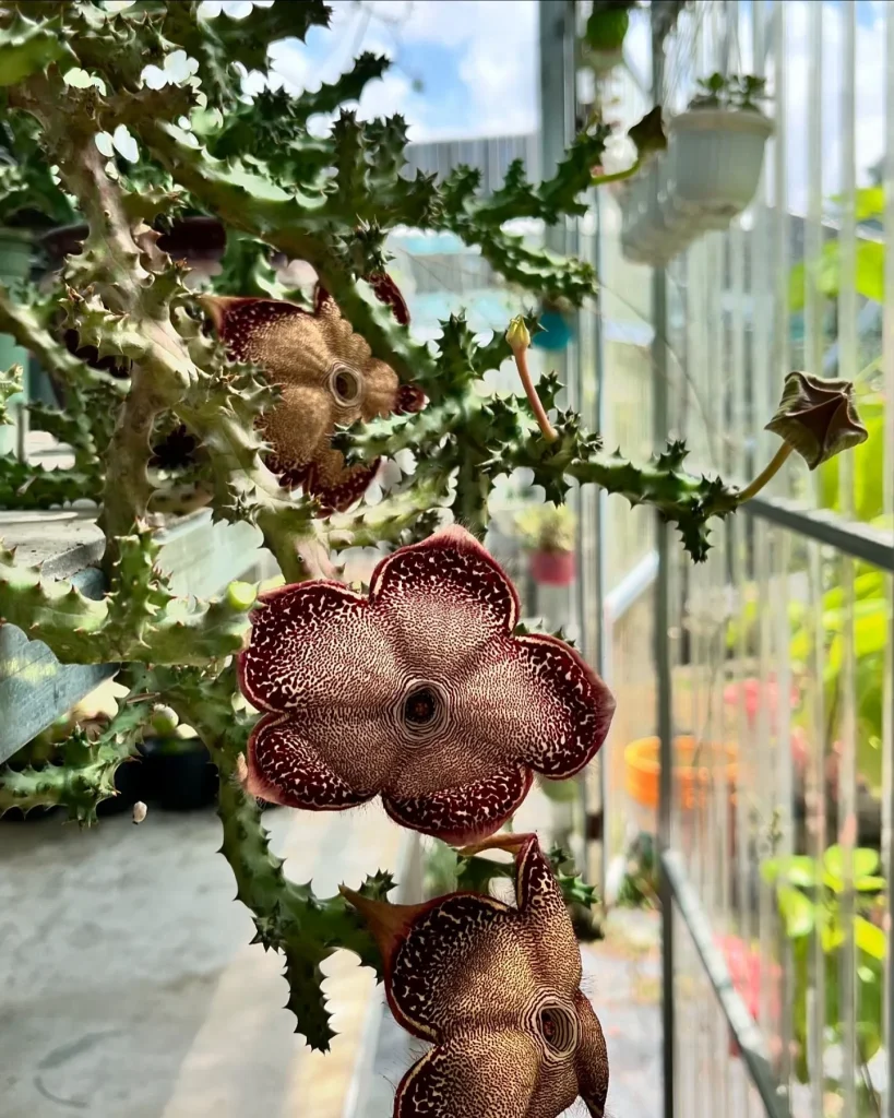 Edithcolea Grandis