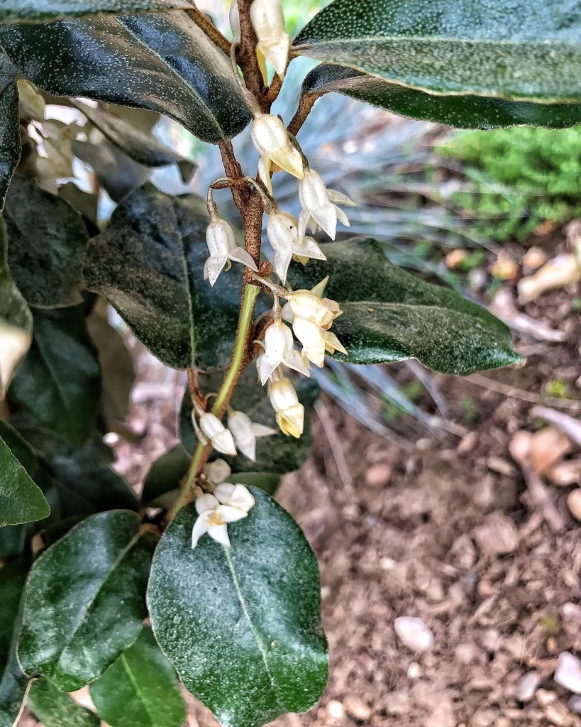 Elaeagnus Ebbingei