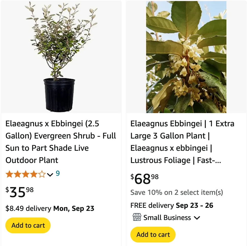 Elaeagnus Ebbingei | Monsteraholic