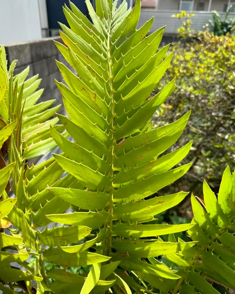 Encephalartos Woodii