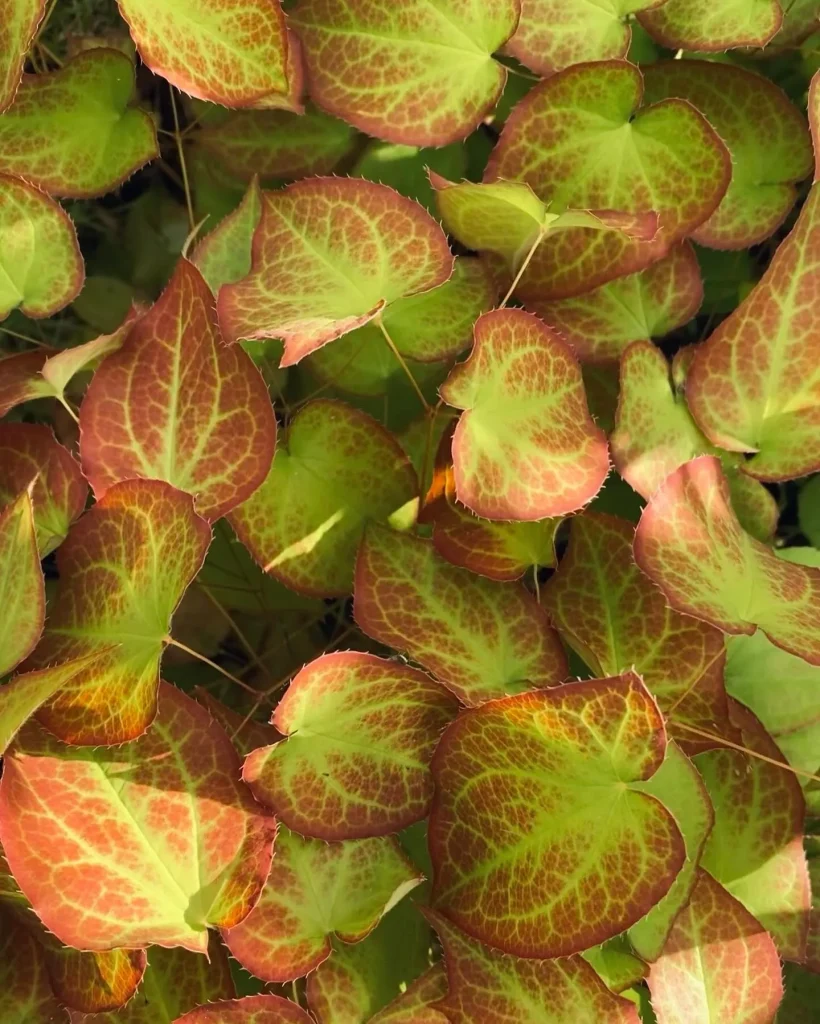 Epimedium Rubrum